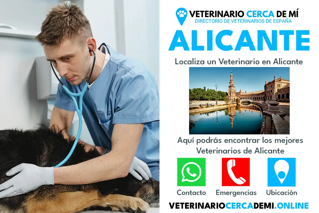 Veterinarios en Alicante