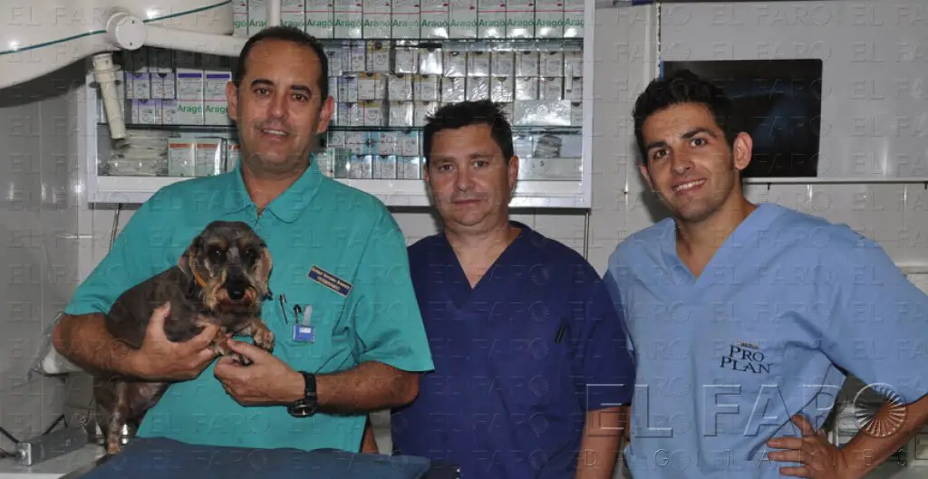 Veterinarios en Melilla